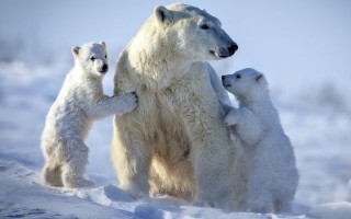 Белый медведь – крупный хищник севера. Описание и фото белого медведя