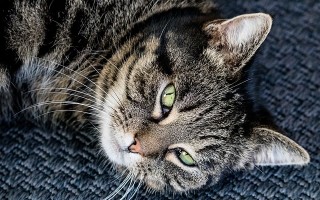 Рвота у кошек и котов: виды, симптомы, лечение и профилактика на дому