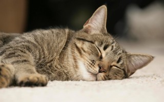 Успокоительное для кошки и кота: средства и отзывы о них