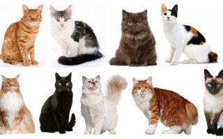 Как узнать породу кошки по фото, окрасу и длине шерсти? || Как определить породу кошки или кота по окрасу