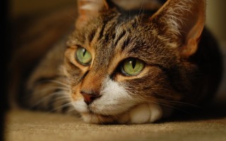 Чем обработать рану у кошки для быстрого заживления