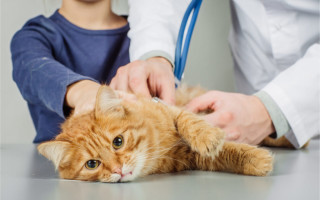 Инфаркт у кошек: симптомы и лечение, профилактика и причины появления