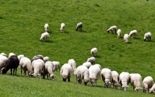 Курдючные бараны и овцы: фото, описание породы
