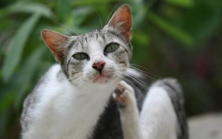 Ушной клещ (отодектоз) у кошек и котов: фото, симптомы заболевания и его лечение в домашних условиях (в том числе у котенка), отзывы