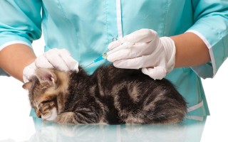 Вакцина для кошек Нобивак: инструкция по применению