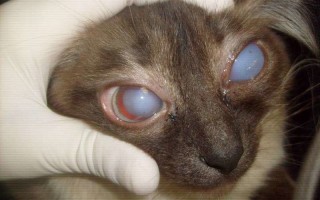 Бельмо на глазу у кошки причины диагностика и способы лечения