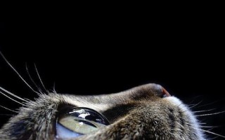 Причины по которым кошка чихает и слезятся глаза