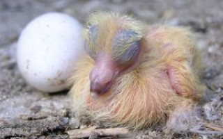 Чем кормить голубят оставшихся без матери