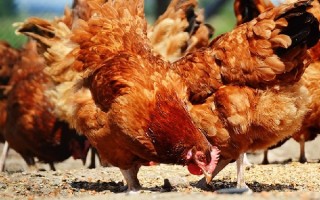 Можно ли кормить кур хлебом, овсом, ячменем, ботвой, горохом: что давать нельзя