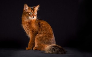 Сомалийская кошка сомали происхождение и описание породы