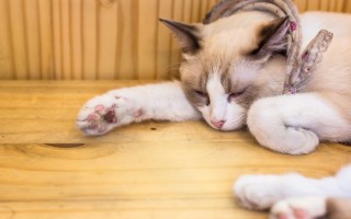 Хромота у кошки основные причины провоцирующие недуг