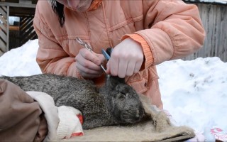 Болезни кроликов — симптомы, лечение и профилактика