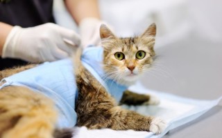 Когда и с какого возраста лучше делать стерилизацию кошки?