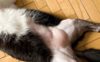 Образовалась шишка на спине у кошки – как помочь питомцу?