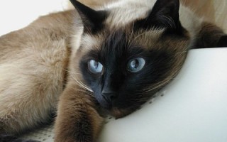 Сиамская кошка: особенности породы, характера, воспитания, ухода