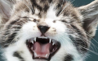 Почему кошка чихает – причины и лечение. Чихание у кошек, почему кошка часто чихает и у нее слезятся глаза.