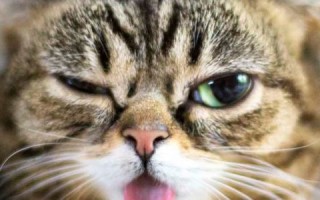 Почему сильно воняет кал у кошки: диспепсия, колит