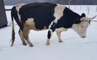 Молочные породы КРС холмогорские коровы