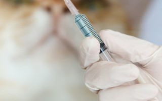 Как сделать инъекцию кошке