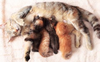 Что делать при первых родах у кошки: ответы и рекомендации
