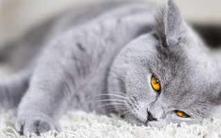 Кожные заболевания у кошек с описанием: фото, симптомы и лечение