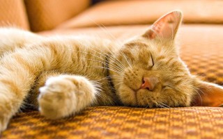 Сколько часов в сутки спят коты