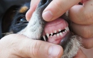 Смена зубов у собак: симптомы, стадии, возраст