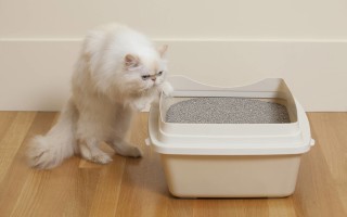 Понос у кошки лечение в домашних условиях, причины