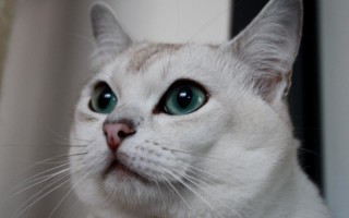 Бурмилла – чем особенны кошки этой породы?