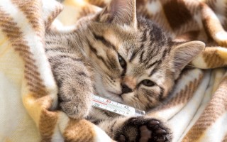 Как измерить температуру у кошки: какая в норме, как сбить высокую температуру коту