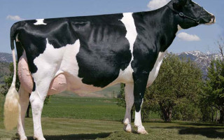 Голштинская порода коров 🐮: характеристика и фото, скорость молокоотдачи, питание и уход, болезни