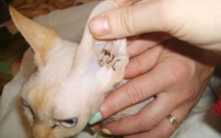 Профилактика и лечение заболеваний ушей у кошек
