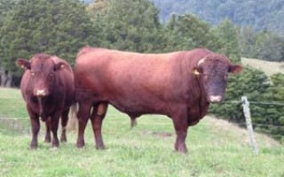 Мясное и молочное скотоводство факторный анализ мясного скотоводства