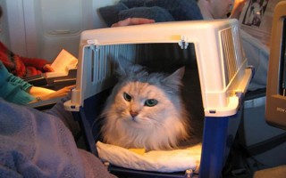 Как перевозить кошку в самолете по России: правила