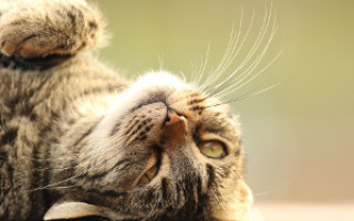 Грибок у кошек: симптомы и лечение