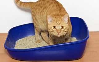 Кошка после стерилизации не ходит в туалет причины чем помочь питомцу