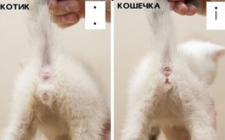 Как узнать что кошка стерилизована признаки отличия
