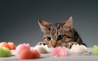 Можно ли кошкам сладкое, кот любит сладкое, почему нельзя давать кошке сладкое