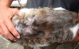 Пиодермия у кошек: диагностика, лечение и возможные осложнения