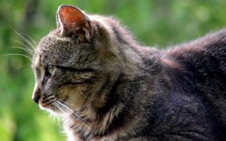 Обнаружен сахарный диабет у кошки почему возник как лечить и кормить животное