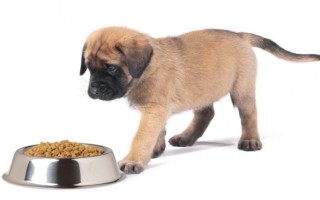 Как правильно давать щенкам сухой корм и когда можно начинать