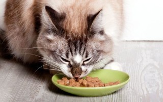 Обзор и рейтинг корма для кошек Gemon Cat, отзывы на кошачий корм «Джимон» для котят и кошек, состав линеек