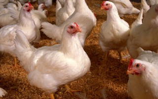 Выращивание бройлеров в домашних условиях: отличия технологии  и сложности содержания в клетках, породы, кормление, уход за цыплятами и разведение кур