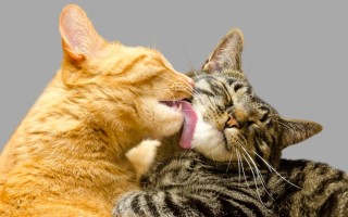 Смешные имена для кошек: прикольные и забавные имена для котят  Видео