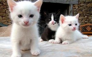 Сколько котят в среднем рожает кошка за один раз