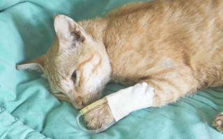 Симптомы и методы лечения пневмонии у кошек