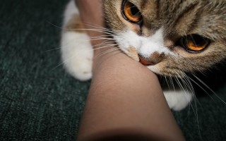 Почему коты и кошки бросаются и кусают за ноги