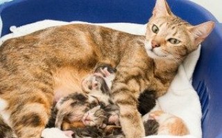 Лактостаз у кошек причины диагностика лечение