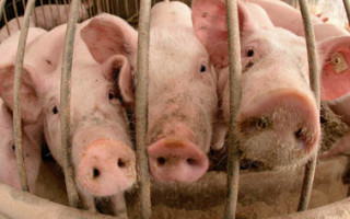 Предпочительный рацион кормления свиней