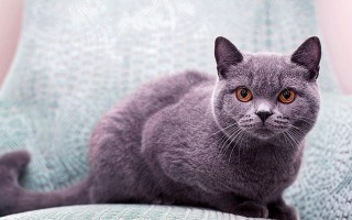 Умная и независимая или характер британской кошки